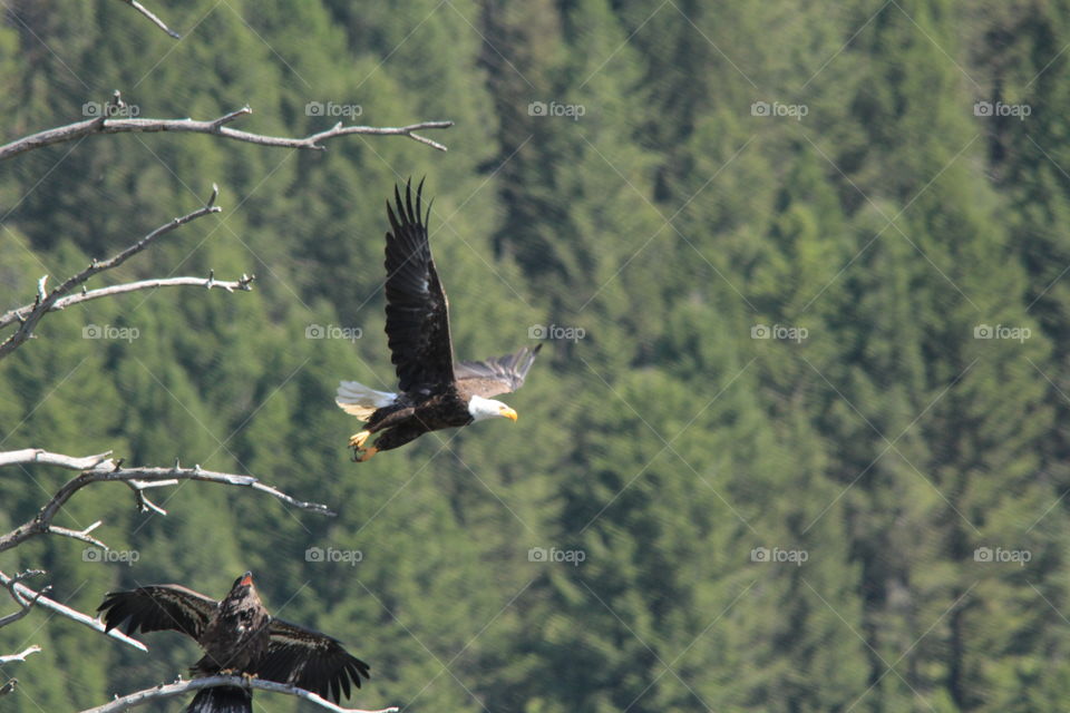 Eagle taking off in flight