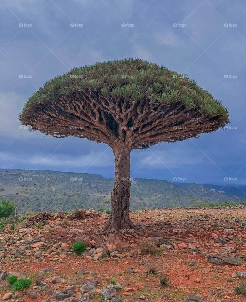 The tree of the blood of the two brothers, Socotra, Yemen