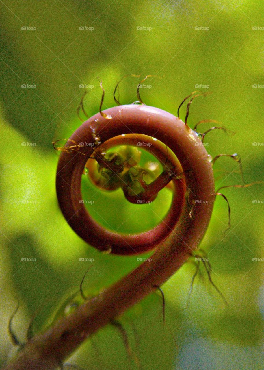 Photo of the Year: Plant