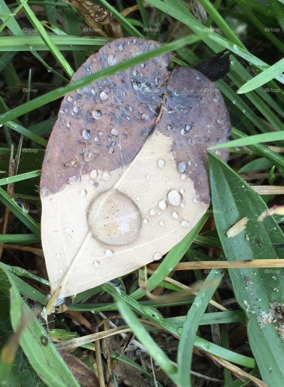 Raindrops on a leaf