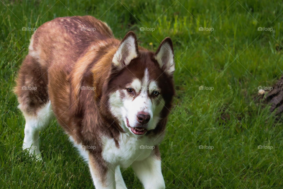 husky smile ready to play