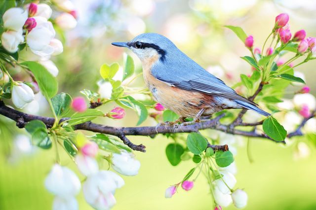 Colors of spring