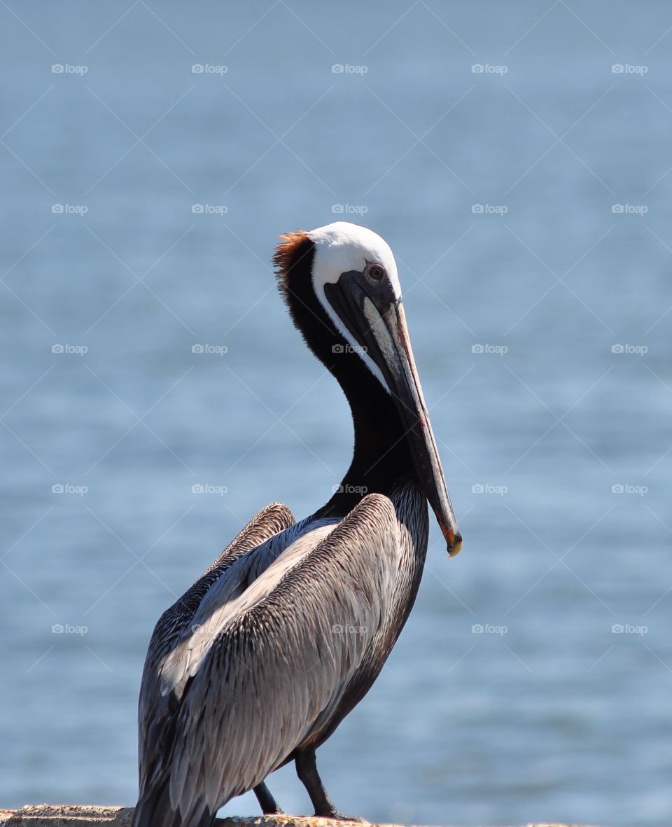 Bird, Pelican, Wildlife, No Person, Water