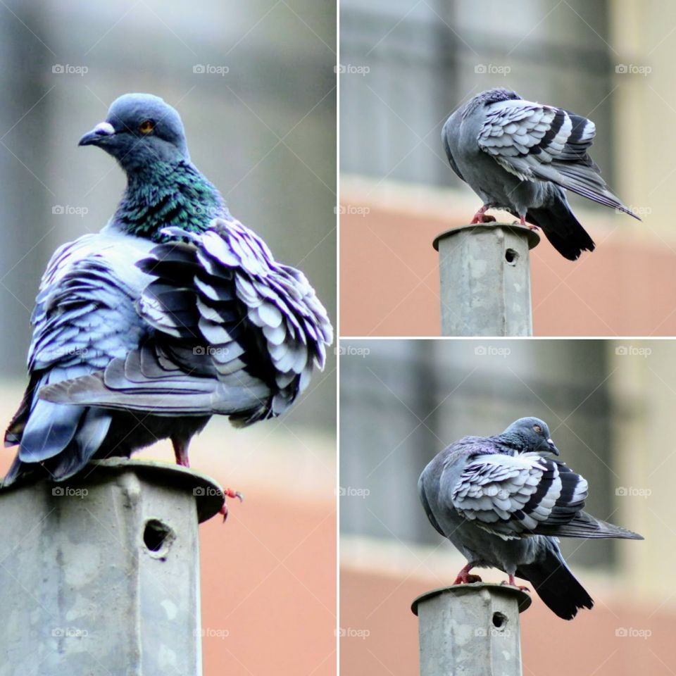 different poses of this lovely pigeon,sitting atop an electric pole near home.