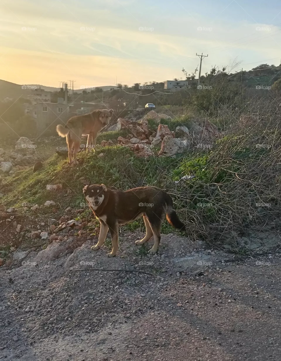 Hunting dogs