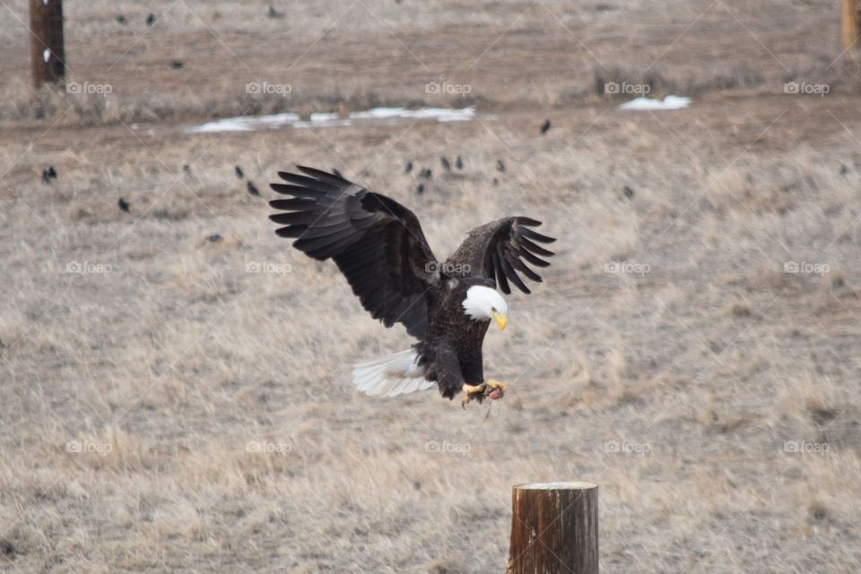 A bald eagle prepares to land in order to eat the tasty treat it tightly holds in its talon