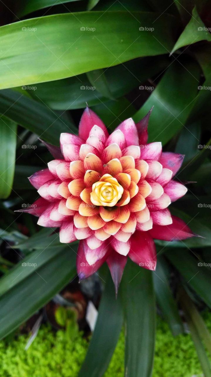 bromeliad flower