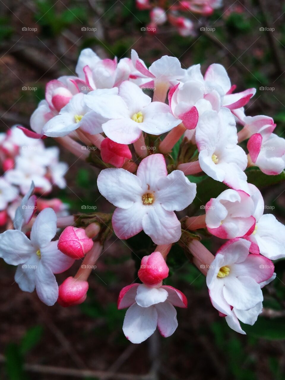 Spring beauty, with more to come