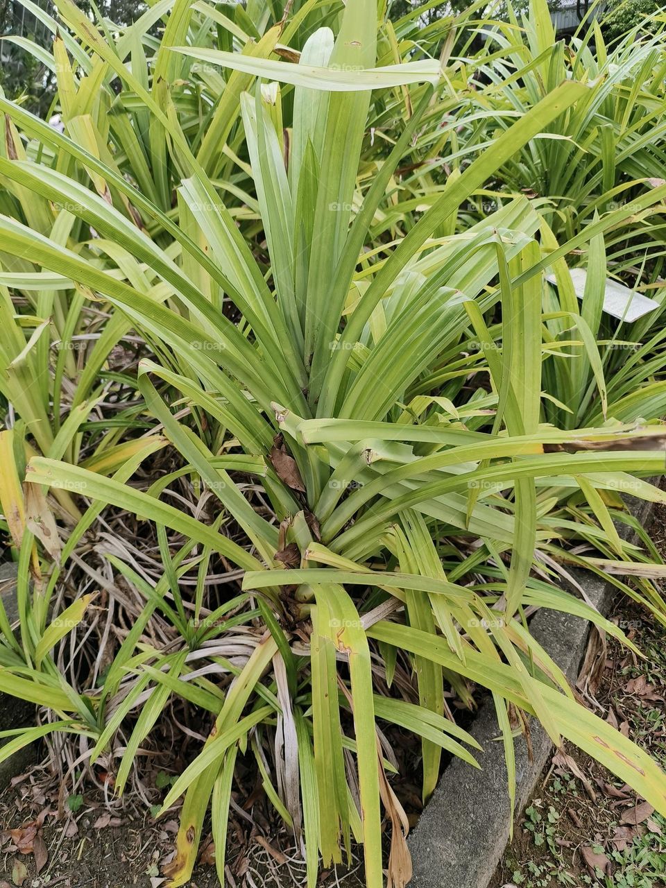 Fragrant Pandan, Beinan Township, Taitung County