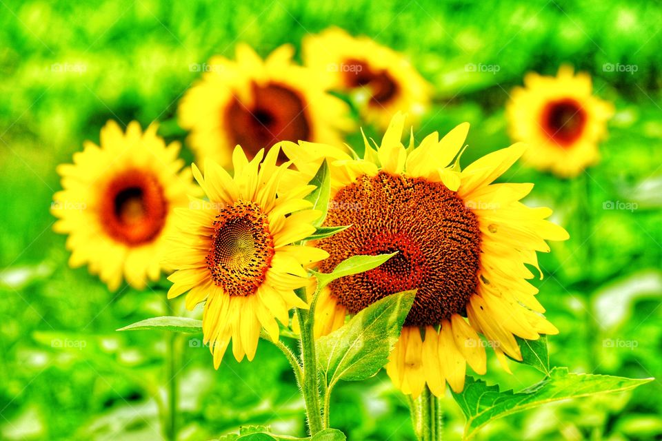 Beautiful sunflowers in a field 