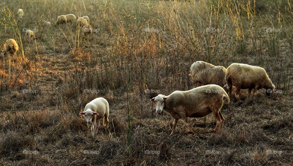 Mammal, Sheep, Grass, Farm, Agriculture