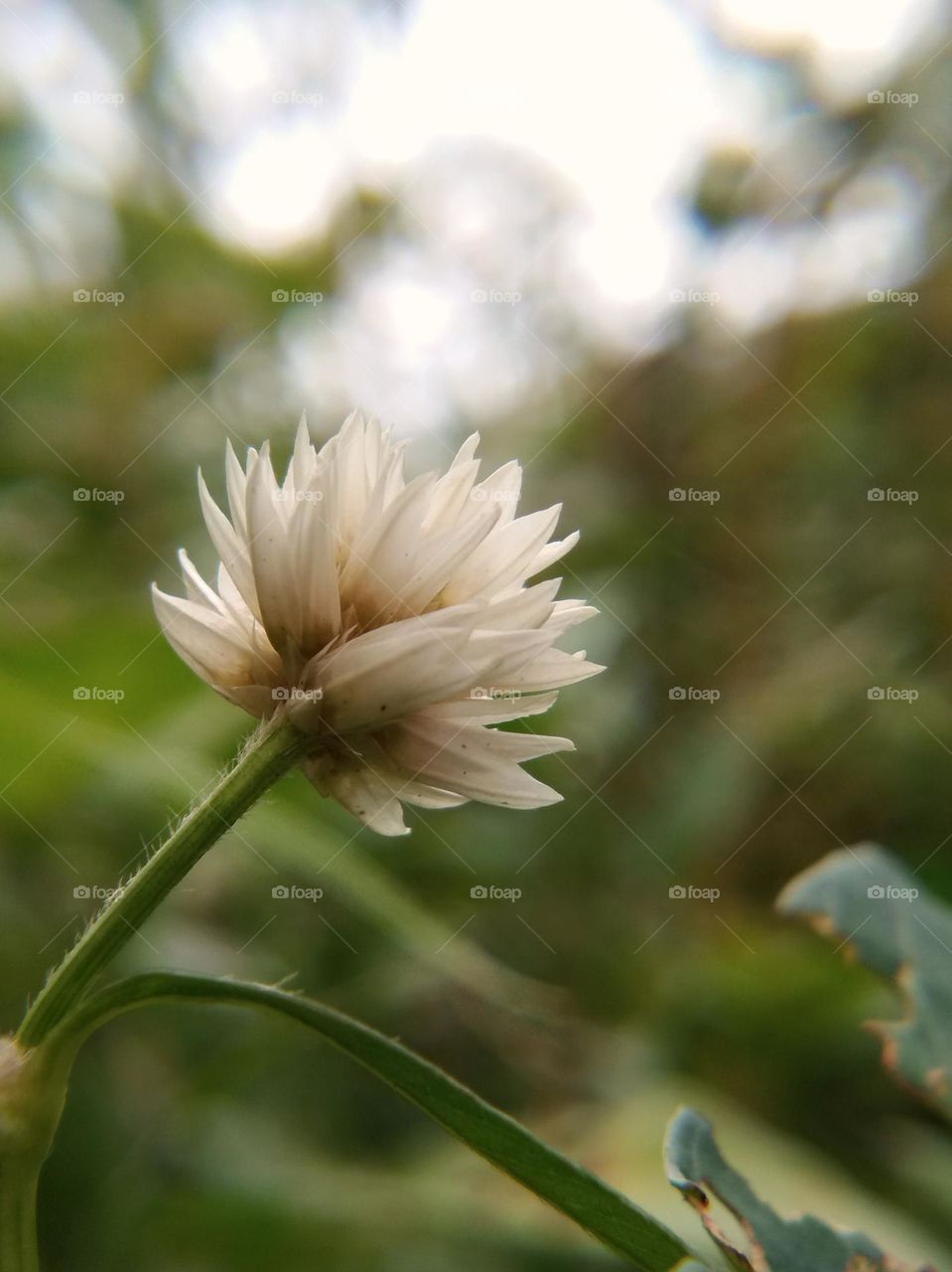 wild flower in bloom