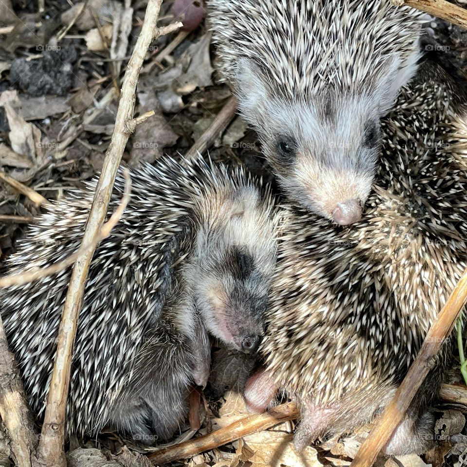 Sleepy hedgehogs