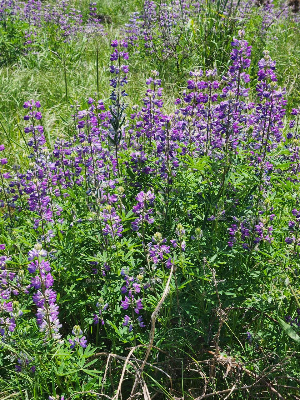 purple Lupin flowers in Oregon nature park