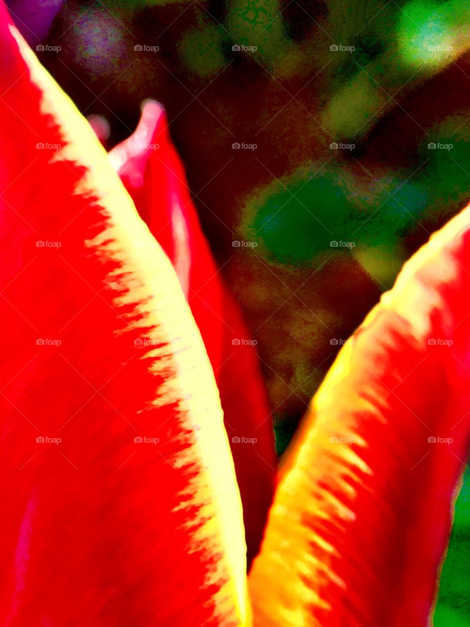 Beautiful tulip up close in Indiana 