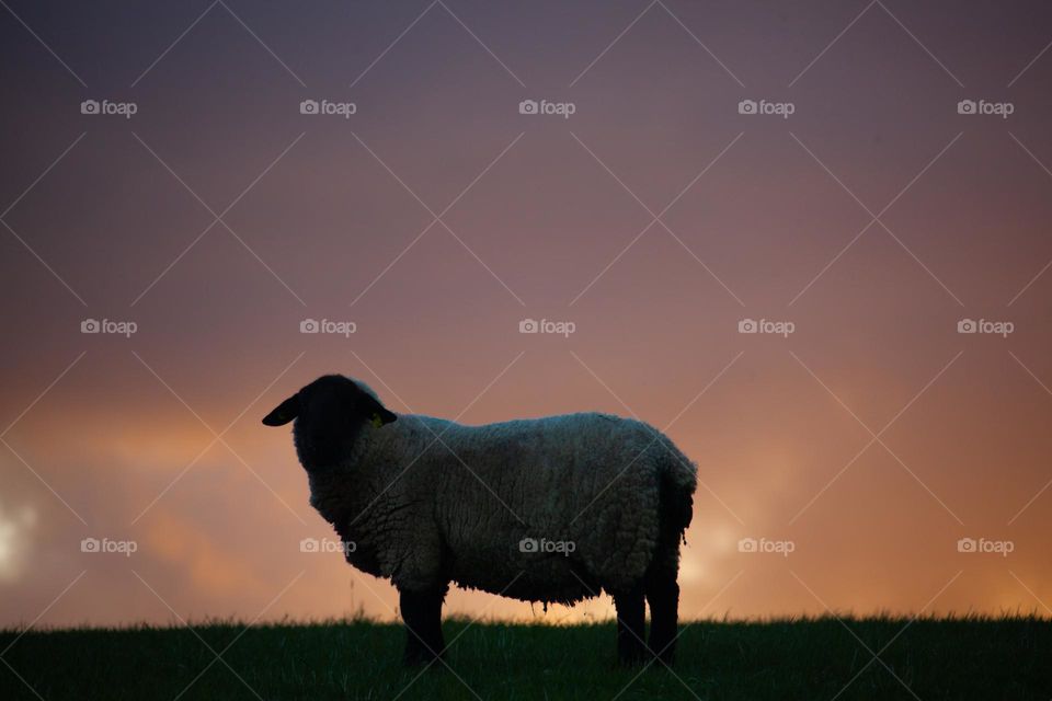 Sheep and sunset sky 