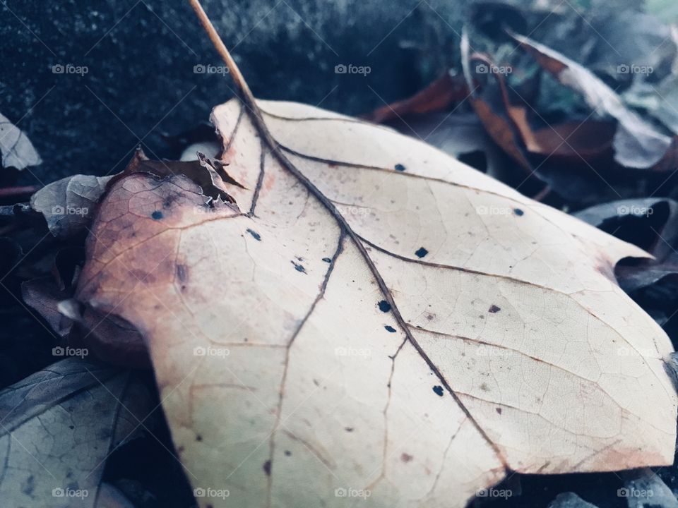 Tinted leaf