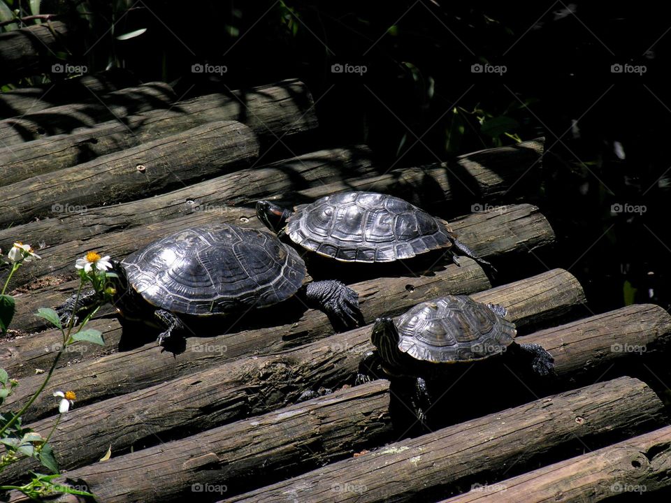 Three turtles on a deck