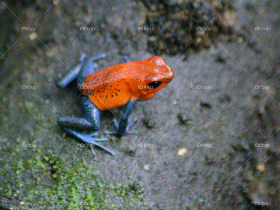 Red frog