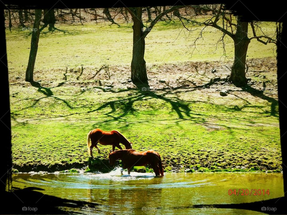 horses swimming