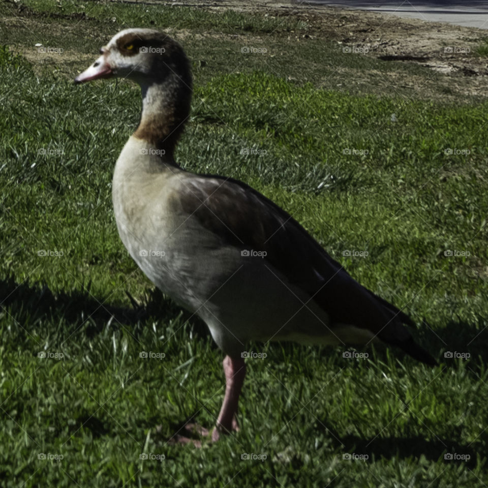 Egyptian Goose Patrol