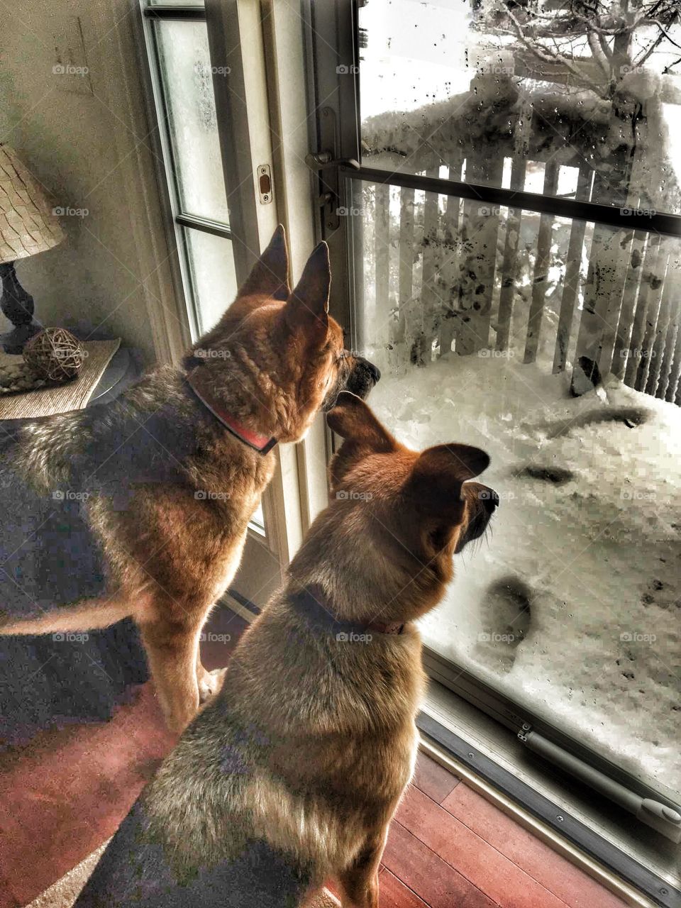 Doggy snow day!