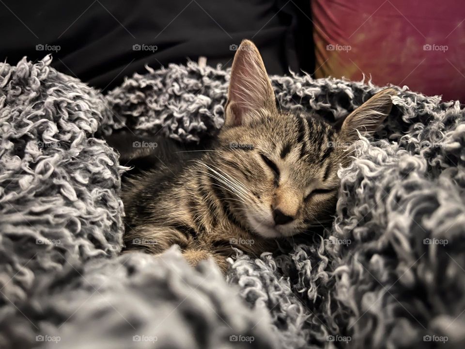 Sleepy tabby kitten