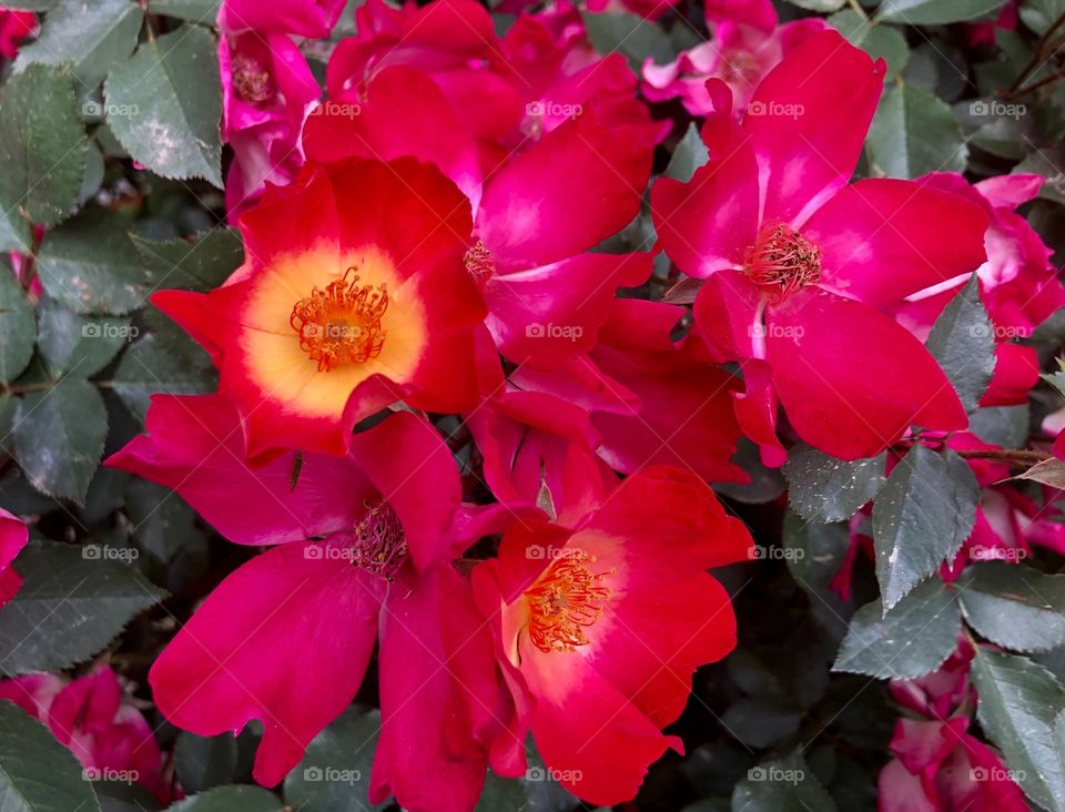 Beautiful red flowers in a garden