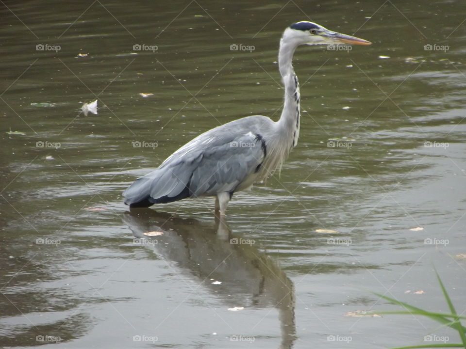 A Still Heron