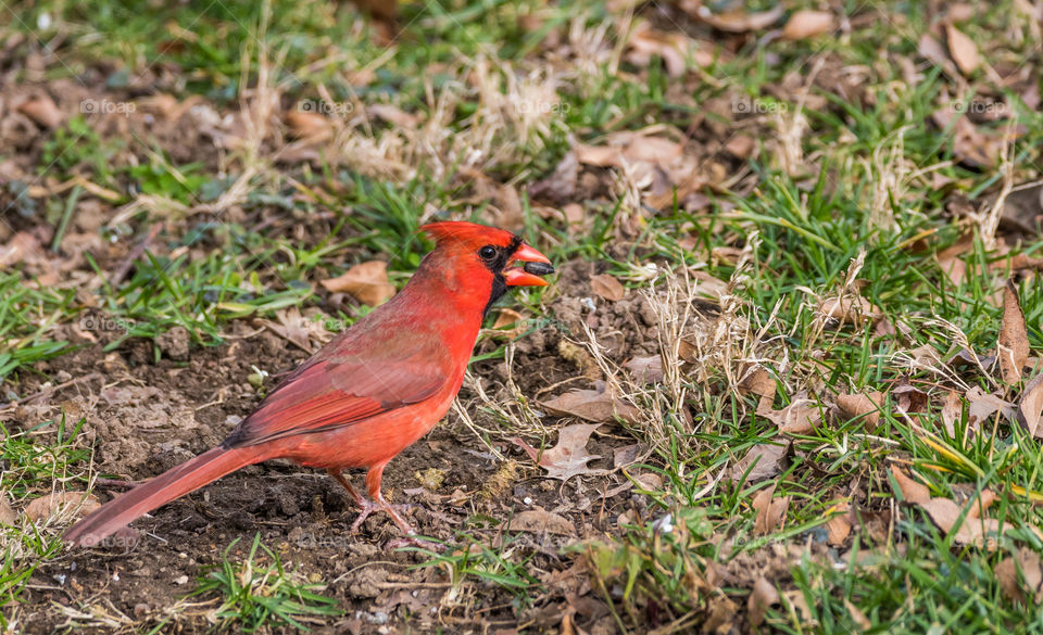 Cardinal eating 