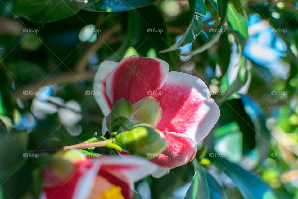 Back of camelia flower