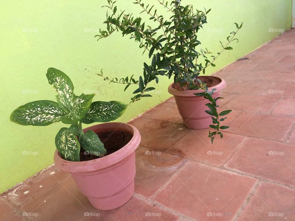 house plants in a pot