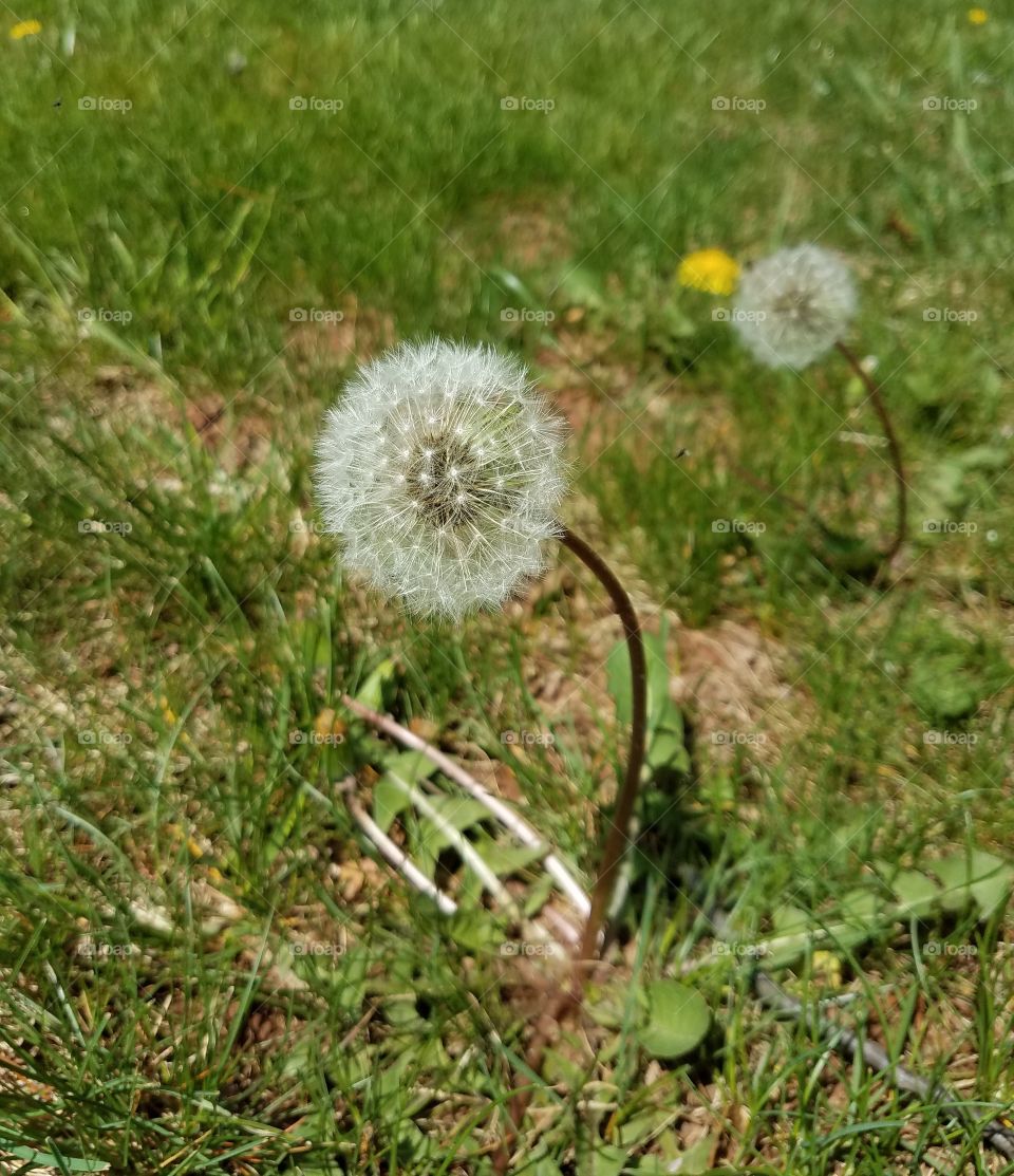 Dandelion blossoms