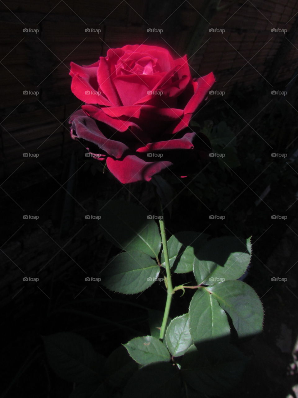Beautiful majestic rose. Light and shadow.../ Linda rosa majestosa. Luz e sombra...