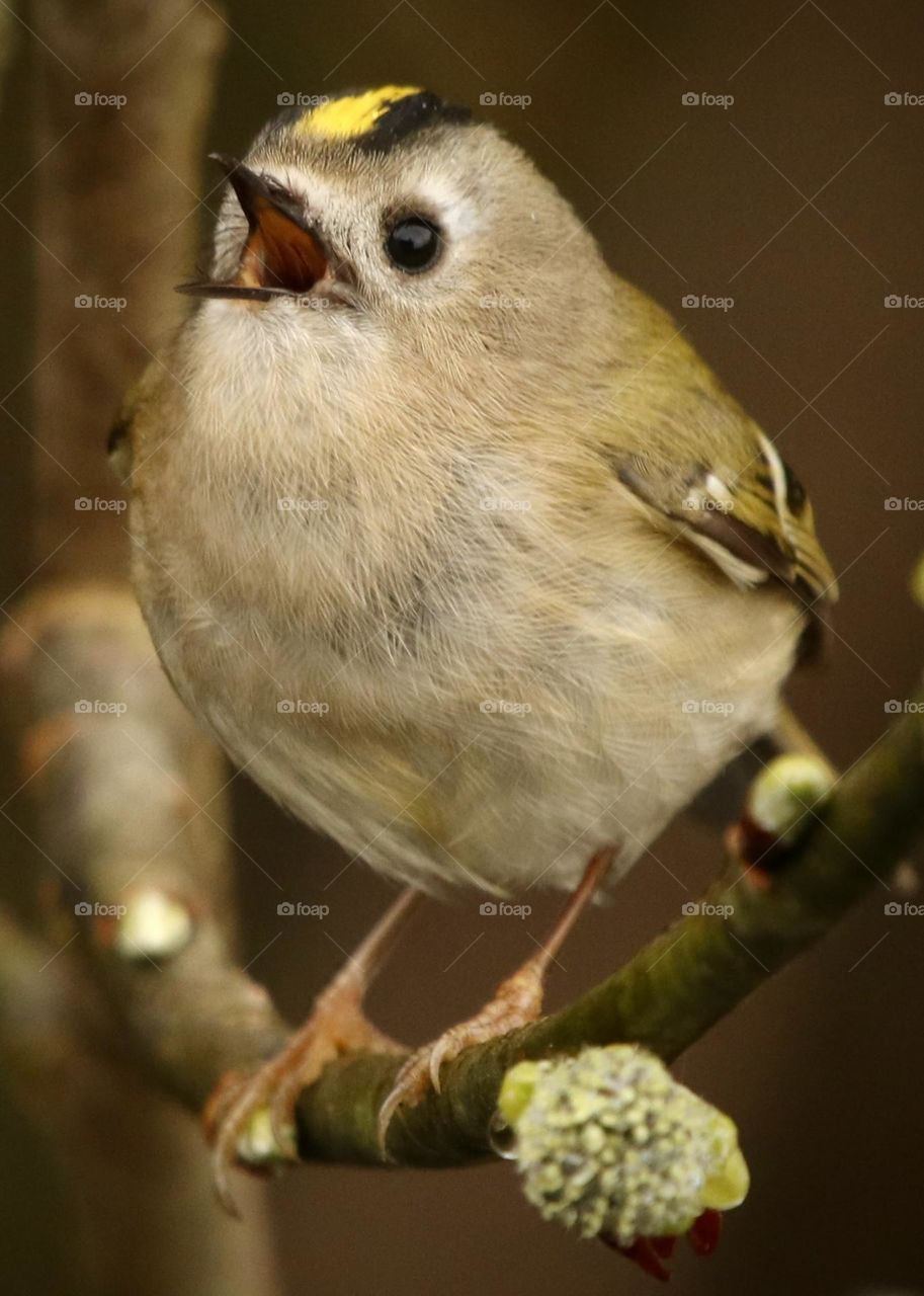 Goldcrest 