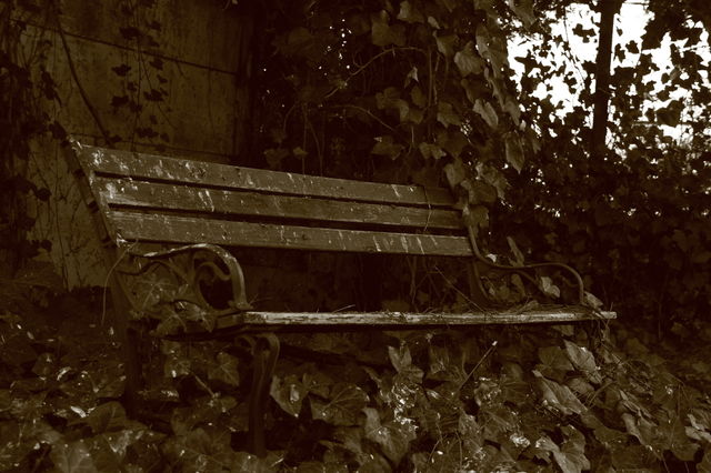 bench in the wild