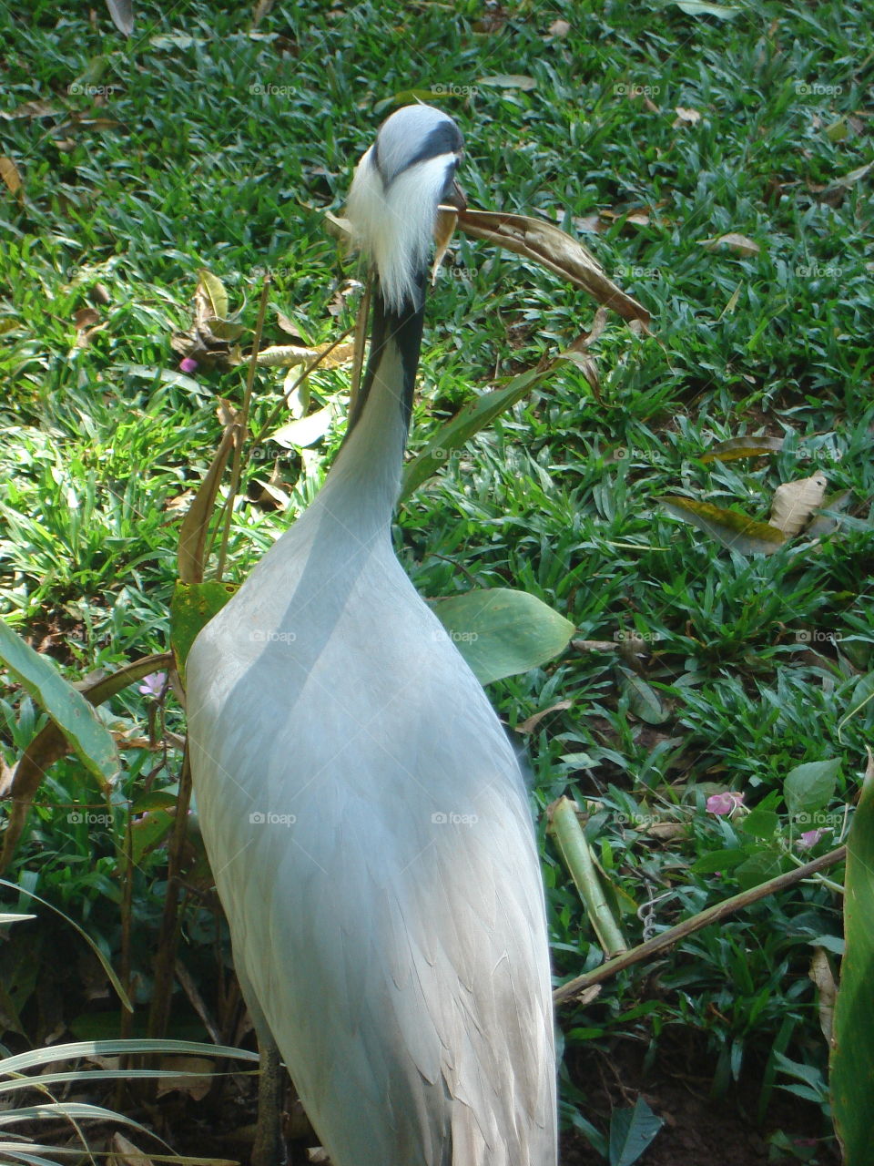 NATURE, OISEAUX, ZOO, ÉLEVAGE, Volaille.