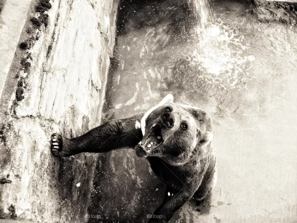 Bear