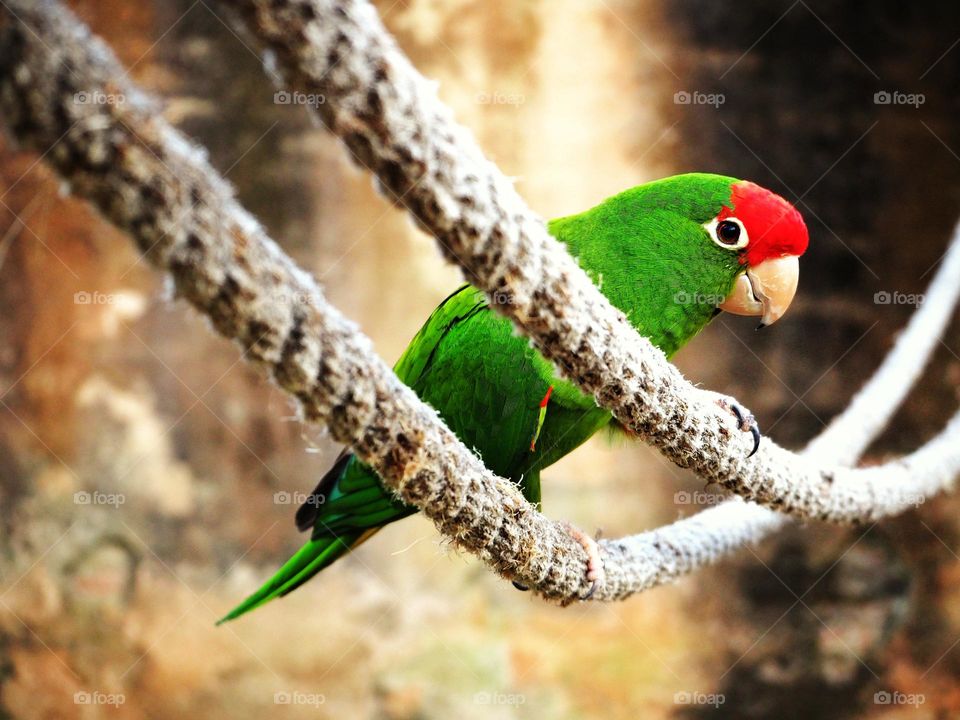 Smal colorful parrot