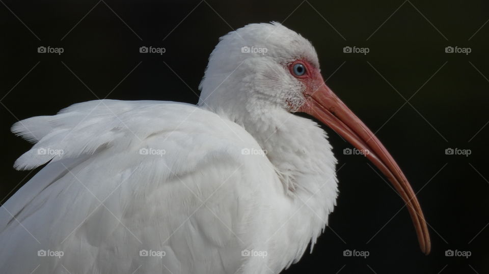 white ibis resting. Wilton Manors, Florida