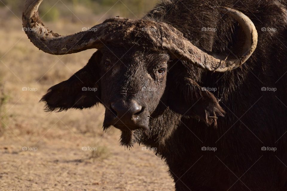 old buffalo bull on a hot summer afternoon