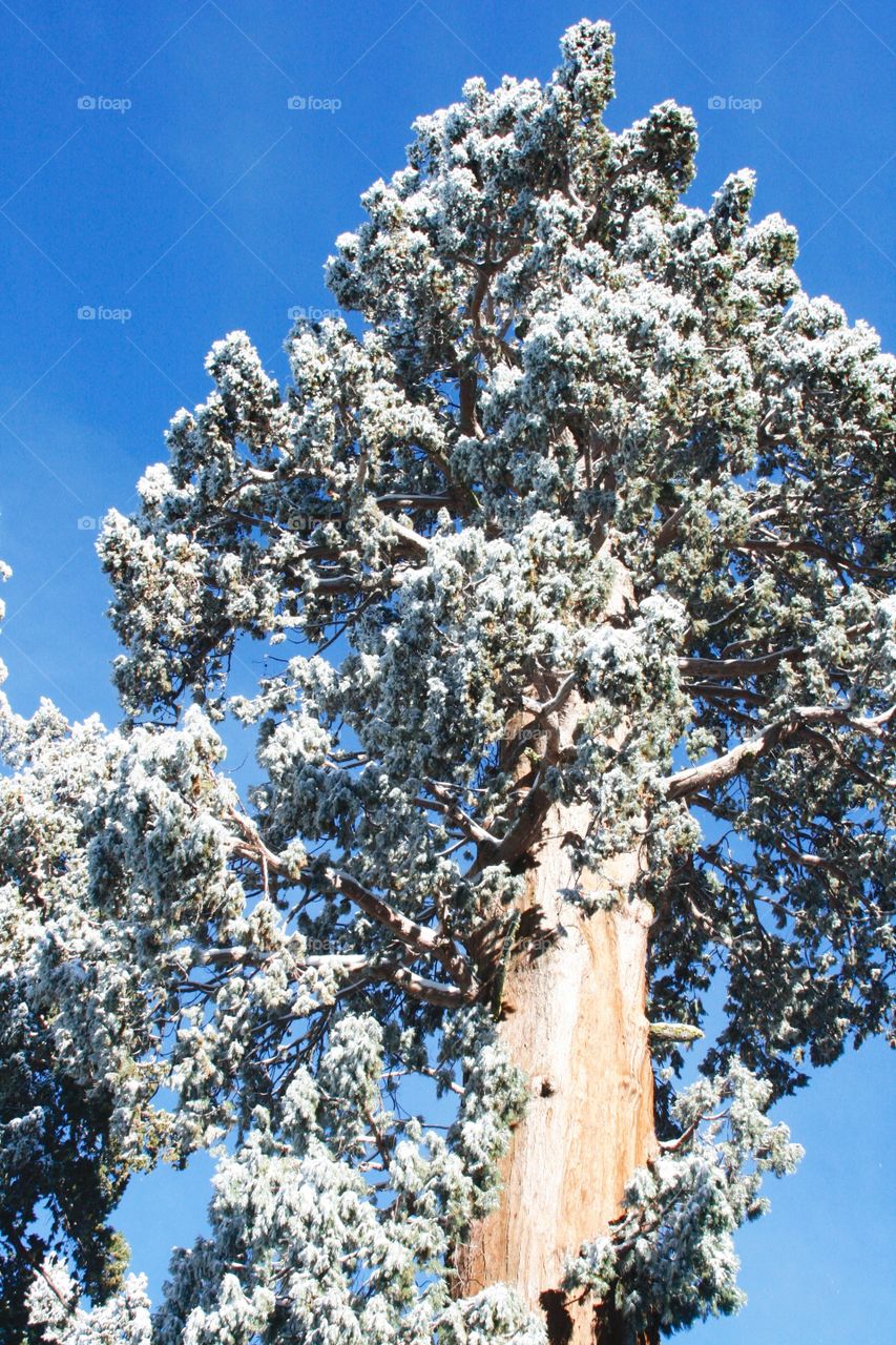 Gigantic sequoia 