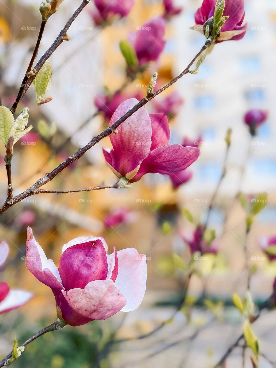 Spring flowers magnolia 