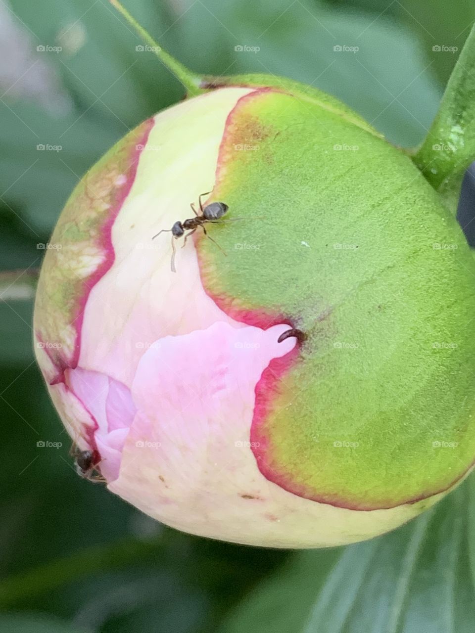 ANT examines peony