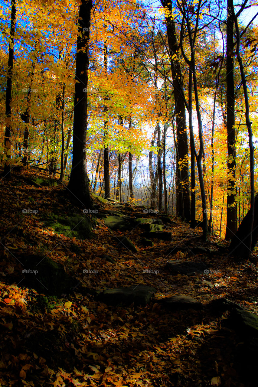 View of autumn forest on hills