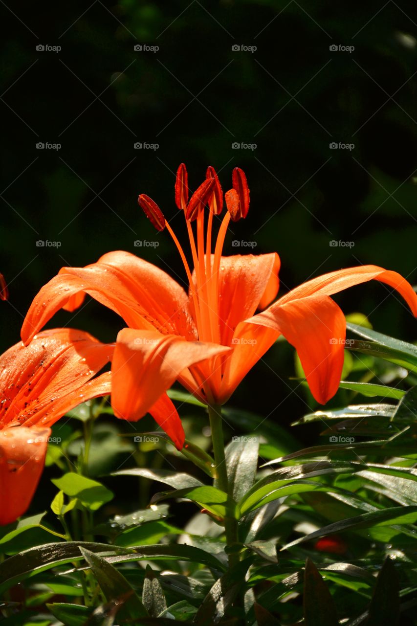 Tiger lily 2