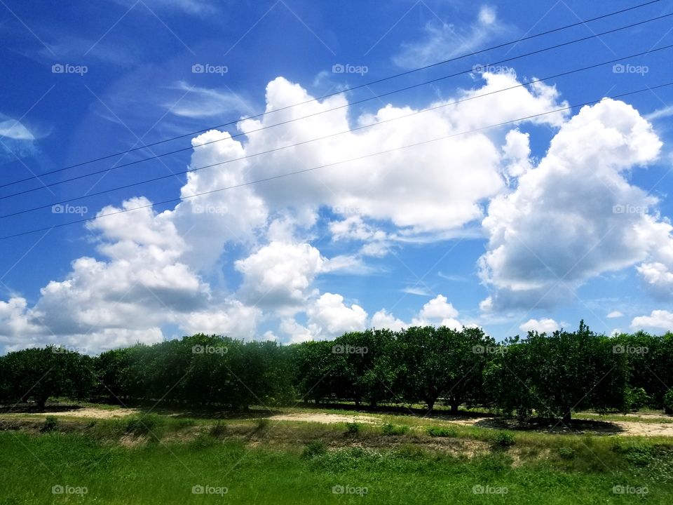 Florida orchards