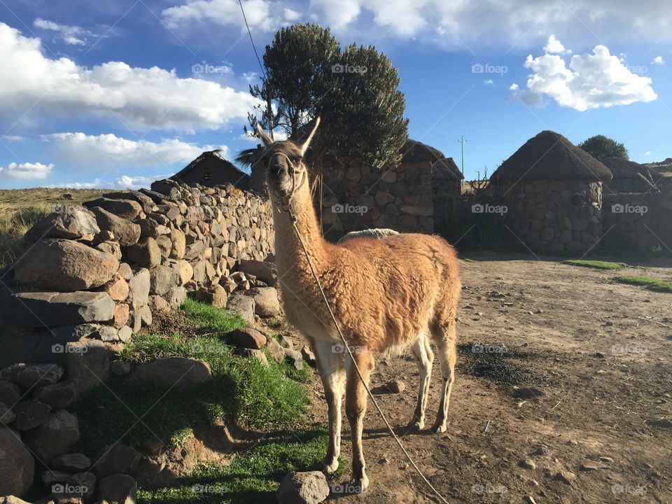 Alpaca Peru South America 
