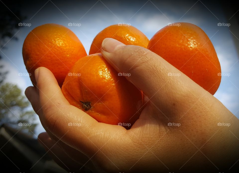 Holding tangerines