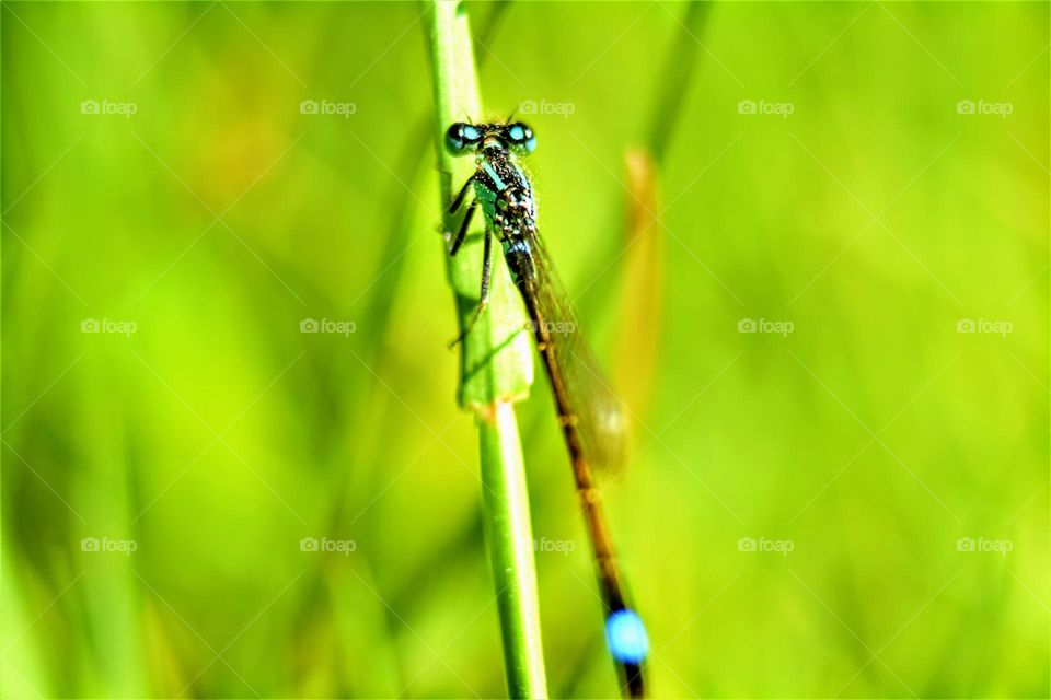 bright blue dragonfly on plant  with bright green background close up macro picture